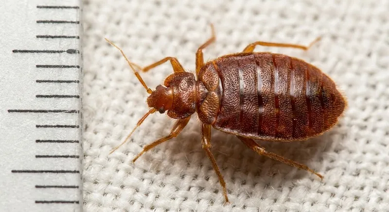 Tahtakurusu Nasıl Anlaşılır? Belirtileri ve Tedavisi